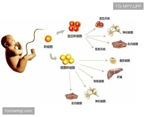 体系驱动下巴拉克与吉内布里组织角色的分化机制 体系驱动下巴拉克与吉内布里组织角色的分化机制